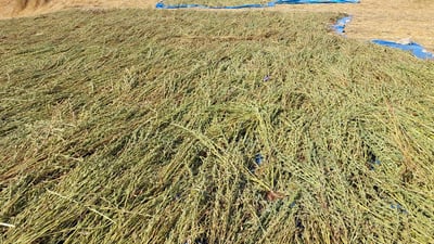 Duhok expects sesame production to reach about 600 tons this year