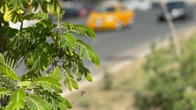 وعد السوداني “تحقق وزيادة”.. الحكومة: زرعنا 6 ملايين شجرة في عام ونصف