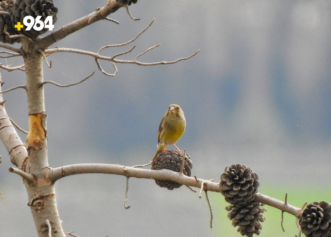 باڵنده‌ كۆچه‌رییه‌كان لە هه‌رێمی كوردستانه‌وه‌ ده‌چنه‌ ناوچه‌ سارده‌كان