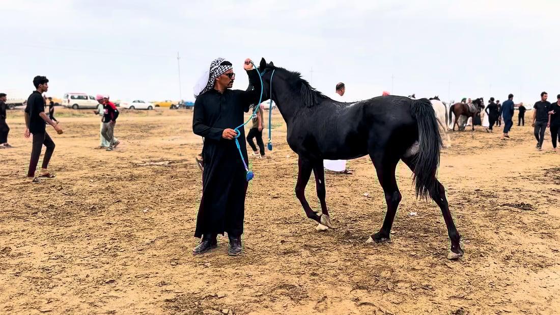 50 riders compete at Diwaniyah equestrian festival