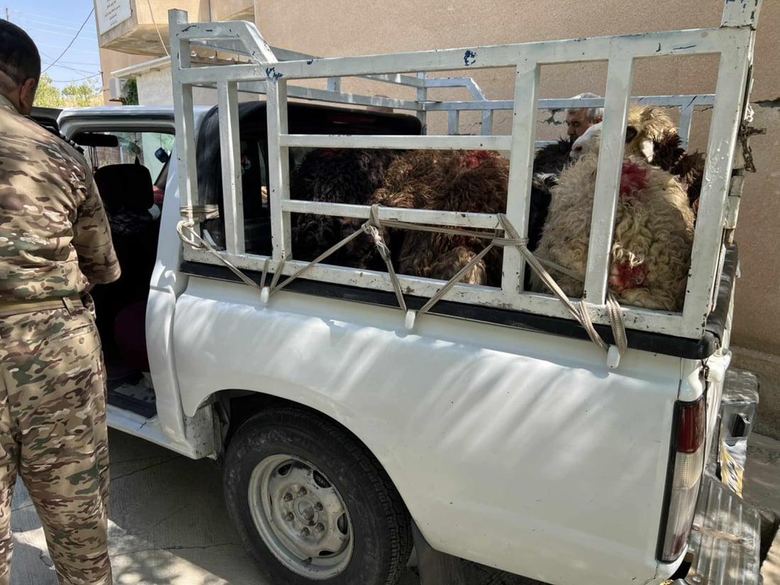 پیكابێكی پڕ لە مەڕی دزراو دەستی بەسەردا گیراو خاوەنەكەشی بۆی دەرچوو