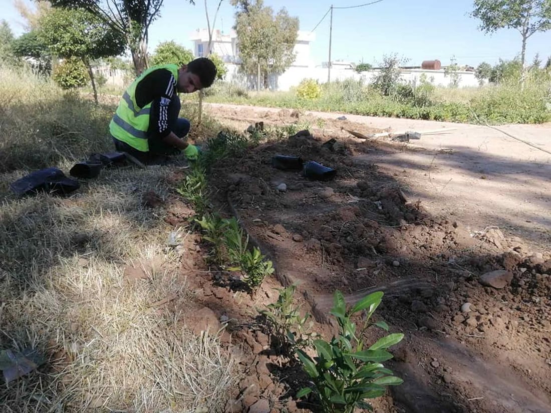 340 داری دەدۆنیا لە بنەسڵاوە چێندراون