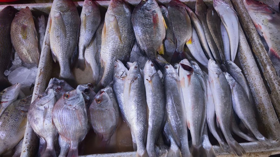 البرد يدفن الأسماك في قاع البحر.. صيادو الفاو يترقبون الدفء