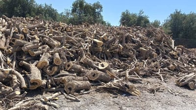 بعد تحويل مزرعة زيتون إلى حطب.. عراقيون غاضبون ودعوات لمقاطعة “المسكوف”