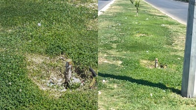 گەرمای بەتین زیاتر لە 1000 دار چناری لە زاخۆ تەختی زەوی کرد