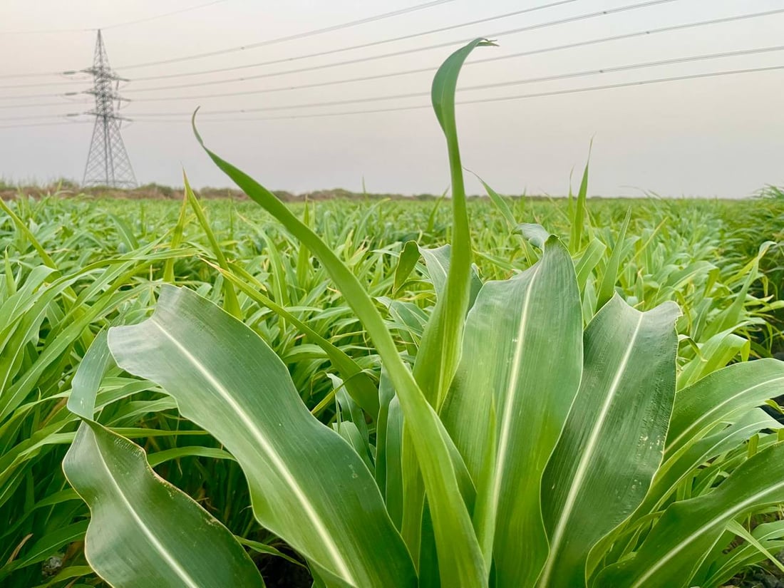 صور من بساتين شمال البصرة: نزرع كل شيء لكن الحكومة تدعم الزبير فقط!