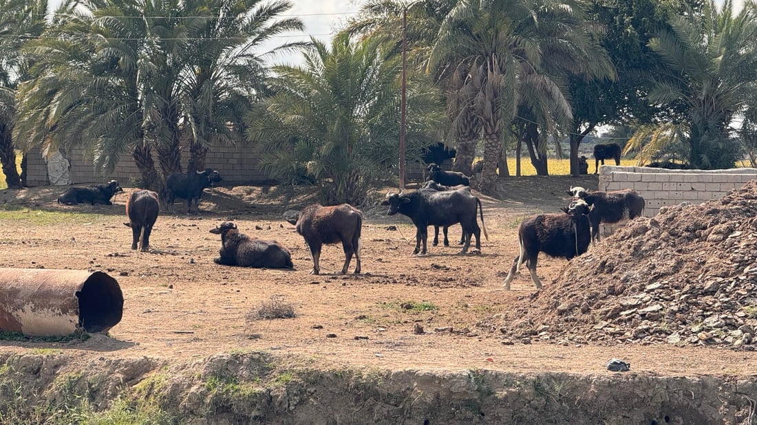 صور تعيد الأمل.. الجواميس غطست في شط المشخاب مجدداً بعد “أسوأ عامين”