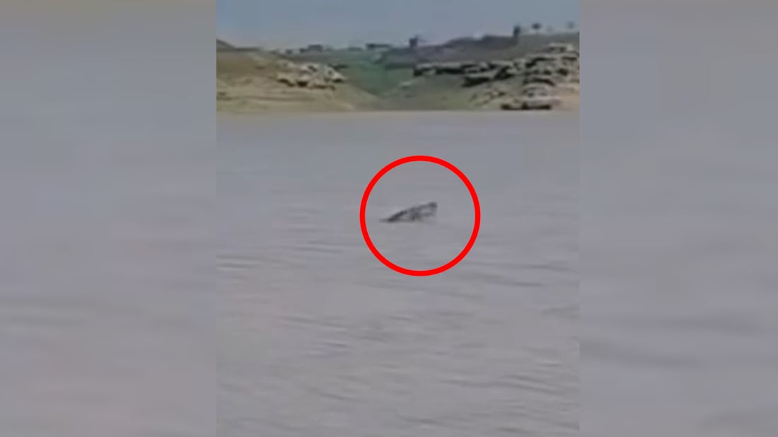 ماسییەکى گەورە لە دەریاچەى دوکان دەرکەوت