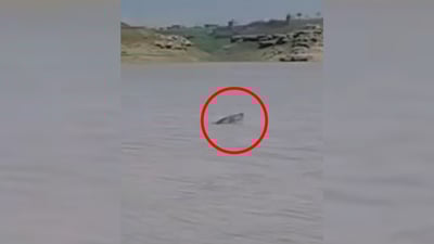 ماسییەکى گەورە لە دەریاچەى دوکان دەرکەوت