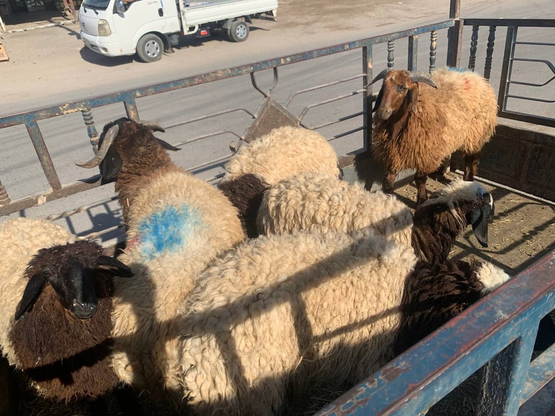 أبو غريب: “أوامر عليا” بمنع دخول أكثر من 3 أغنام وبقرة إلى “جوبة” المواشي