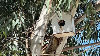 ئه‌و هێلانه‌ ده‌ستكردانه‌ى بۆ باڵنده‌كانى شه‌قڵاوه‌ دروستكرابوون ئاوه‌دان بوونه‌ته‌وه‌