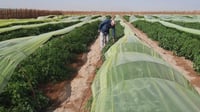 الزبير تعد العراقيين بكمية أكبر من الطماطة الشهية هذا ...