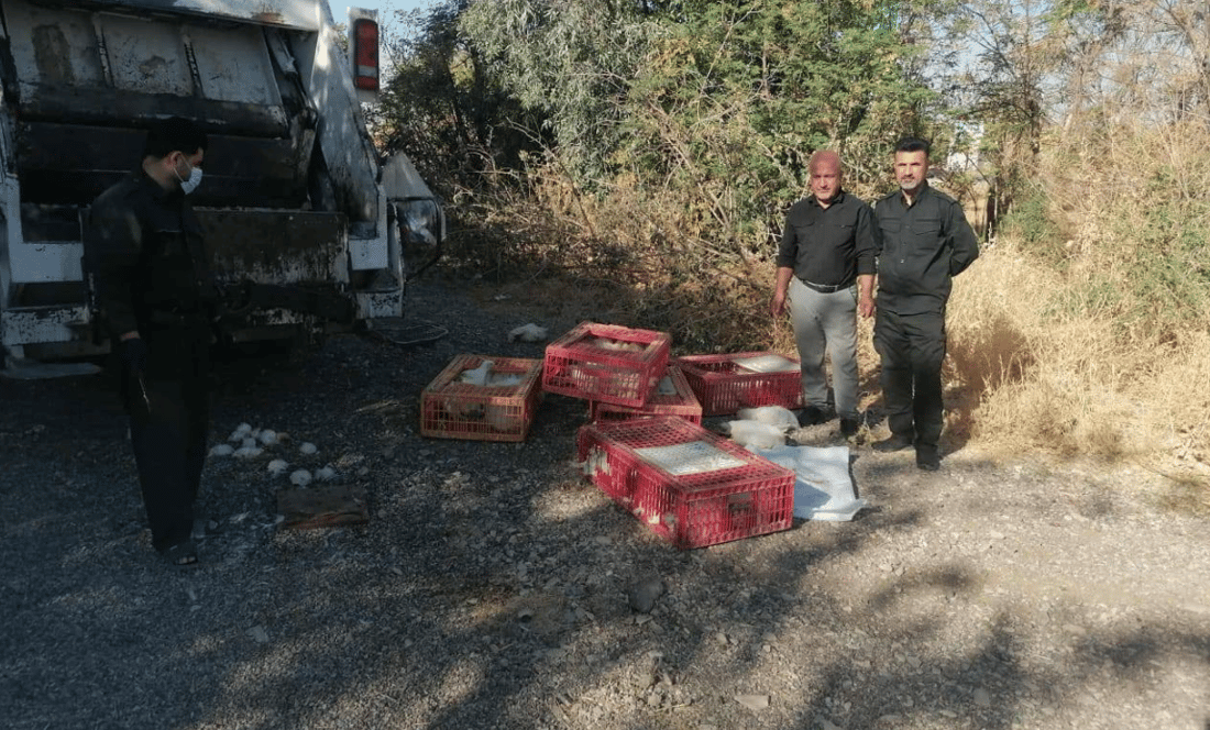 70 مریشکی زیندوو دەستیان بەسەردا گیرا 