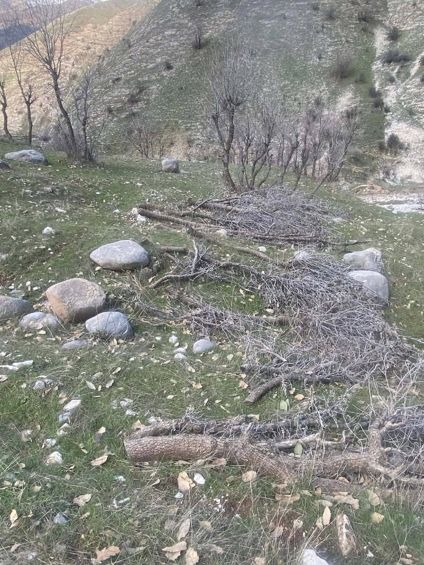 60 داربەڕووی باڵابەرز بڕدرانەوە و کەسێکیش بەتۆمەتی خەڵوزکردن دەستگیرکرا