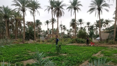 النجف تستعد لحماية النخيل من الدوباس وتحذر: أبعدوا المواشي عن المبيد الكيمياوي