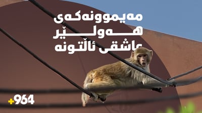 مەیمونەکەى هەولێر کێبڵى ئینتەرنێت دەبڕێ و گوارە لە گوێى منداڵان دەردەهێنێت