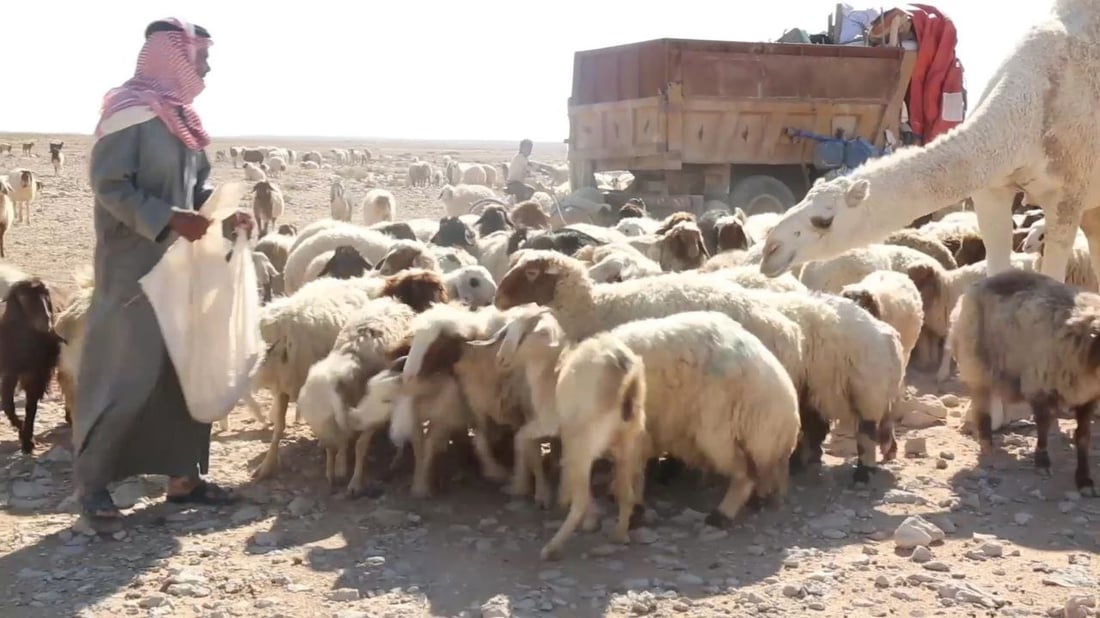 فرصة عمل في بادية السماوة.. راتب رعاة الإبل والغنامة يصل إلى 700 ألف دينار