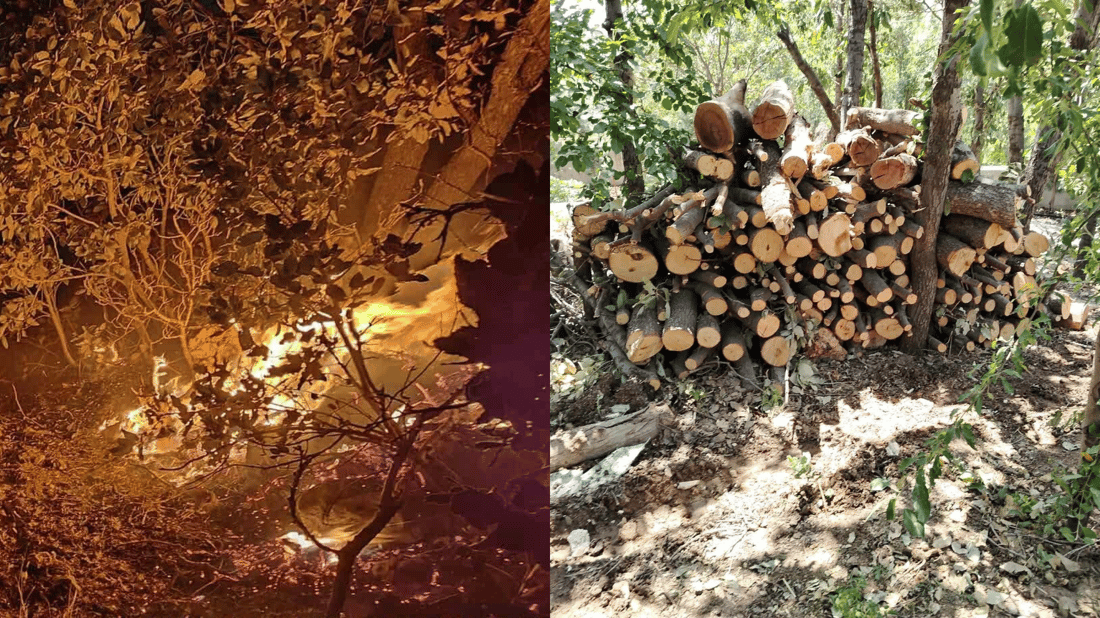 داربەڕووەکان لە شوێنێک دەبڕدرێنەوە و لە شوێنێکی دیکە دەسووتێن
