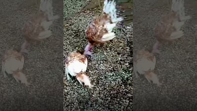 نه‌خۆشی نیوكاسڵ گه‌یشتووه‌ته‌ ئاغجه‌له‌ر