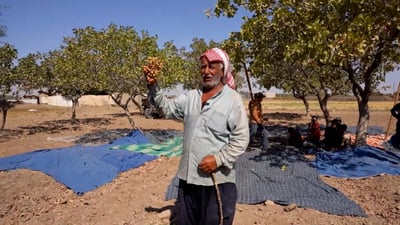 Mosul farmers harvest pistachios from decades-old groves