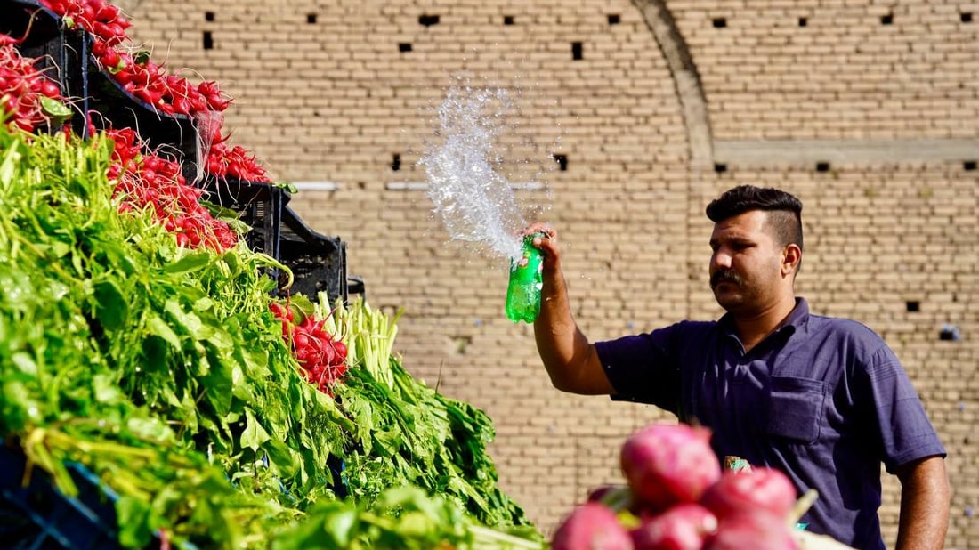 صور مبهجة: خضروات بعقوبة كلها من ديالى.. إنتاج المرادية وأم الكرفس يغطي كل شيء