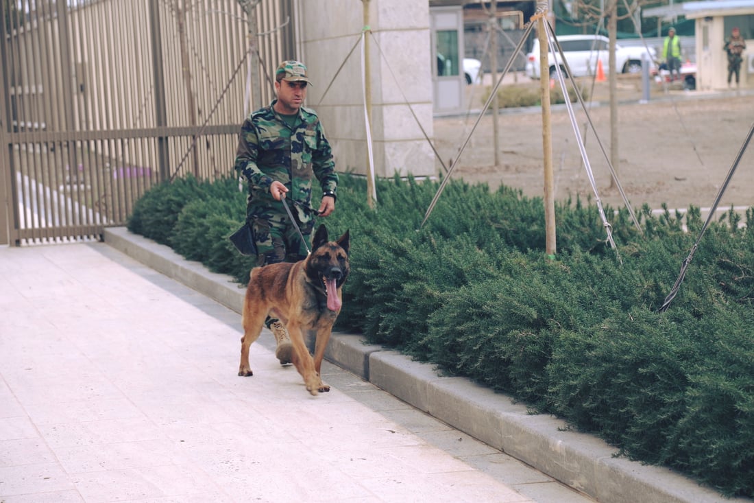  سەگەکانی K9ـى پێشمەرگە لە ناو کونسوڵخانەی ئەمریکا مەشق دەکەن