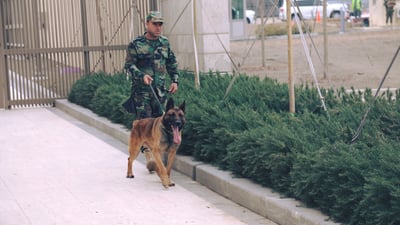  سەگەکانی K9ـى پێشمەرگە لە ناو کونسوڵخانەی ئەمریکا مەشق دەکەن