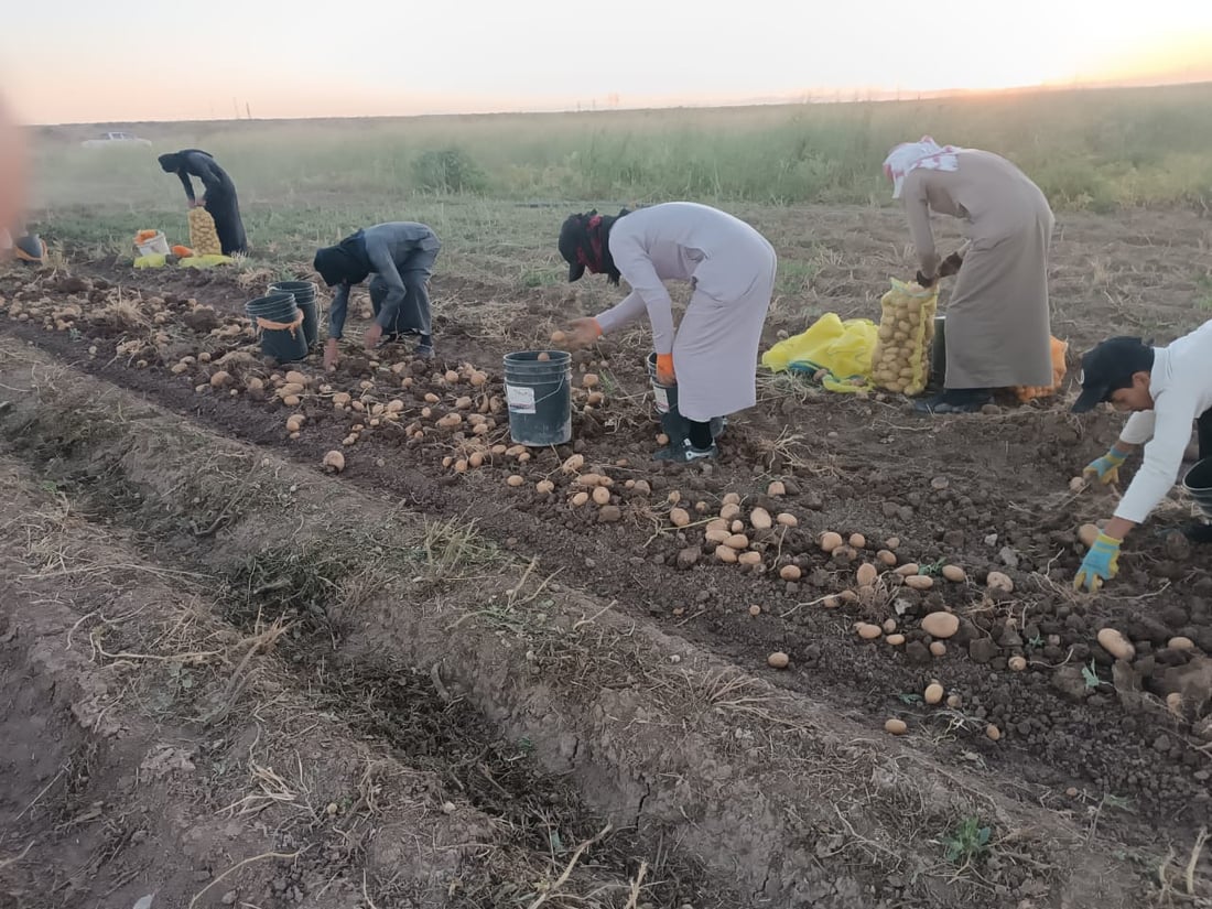 صور: ربيعة قطفت البطاطا لكنها ليست دائماً للبيع.. تجار بغداد وصلوا بسرعة