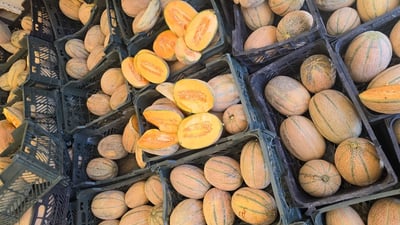 نزیکەی 11 تۆن کاڵەک و گەنمەشامی خراپبوو دەستیبەسەردا گیرا