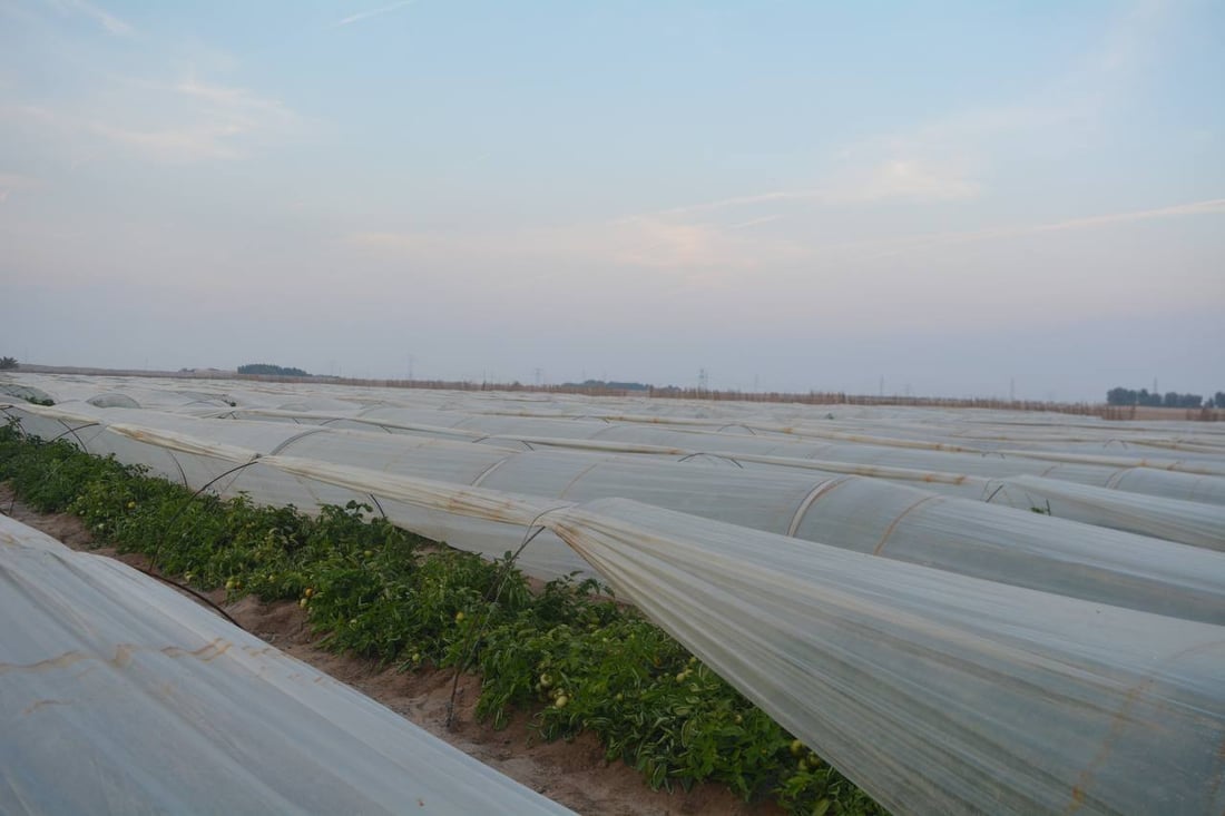 طماطة الزبير الأشهى والأكثر خسارة في العراق.. قائمة بالديون والنفقات (صور)