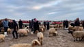Rains breathe new life into western Nineveh livestock markets