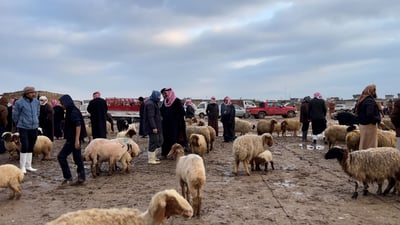 Rains breathe new life into western Nineveh livestock markets