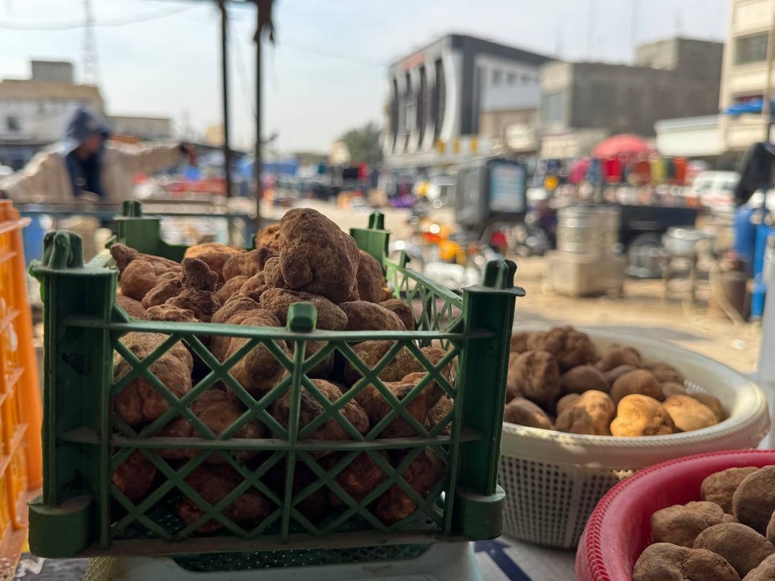 تلفون بصرة كويت لا يهدأ.. كمأ “أحرگ” بـ125 ألفاً من الأنبار حتى الزبير (صور)