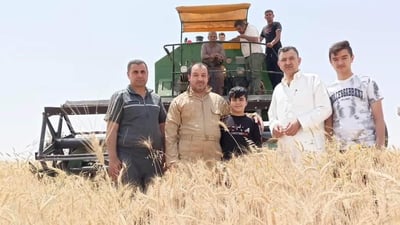 حفلة حنطة في تلعفر.. الحاصدات تدور في ربع مليون دونم و”السايلو” يلغي الطوابير