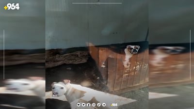 گومرگی سلێمانی دوو سەگ دەفرۆشێت