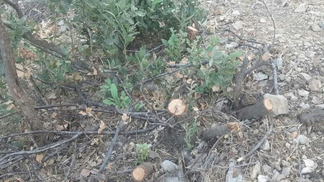لە عەربەت 17 داربەڕوو بڕدرانەوە