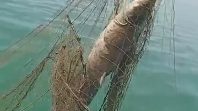 چوار راوچی ماسی بە تۆڕەکانیشینانەوە دەستگیر کران