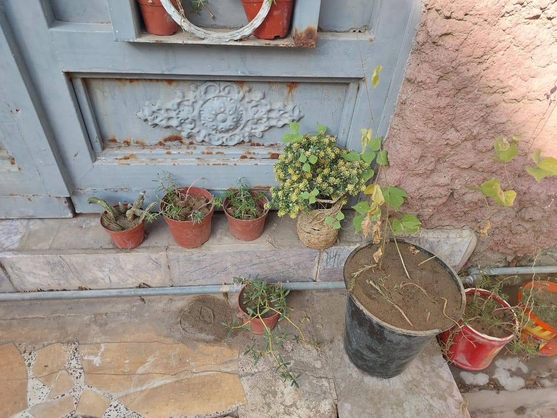 السنادين المعلقة تغيّر وجه “الجعفرية”.. الجيران الجدد أدخلوا الحزام الأخضر (صور)