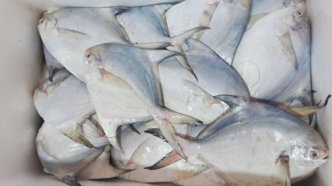 قائمة بأسعار السمك في مزاد الفاو الصباحي لهذا اليوم