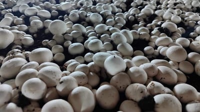 Penjwen mushroom factory flourishes