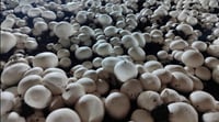 Penjwen mushroom factory flourishes