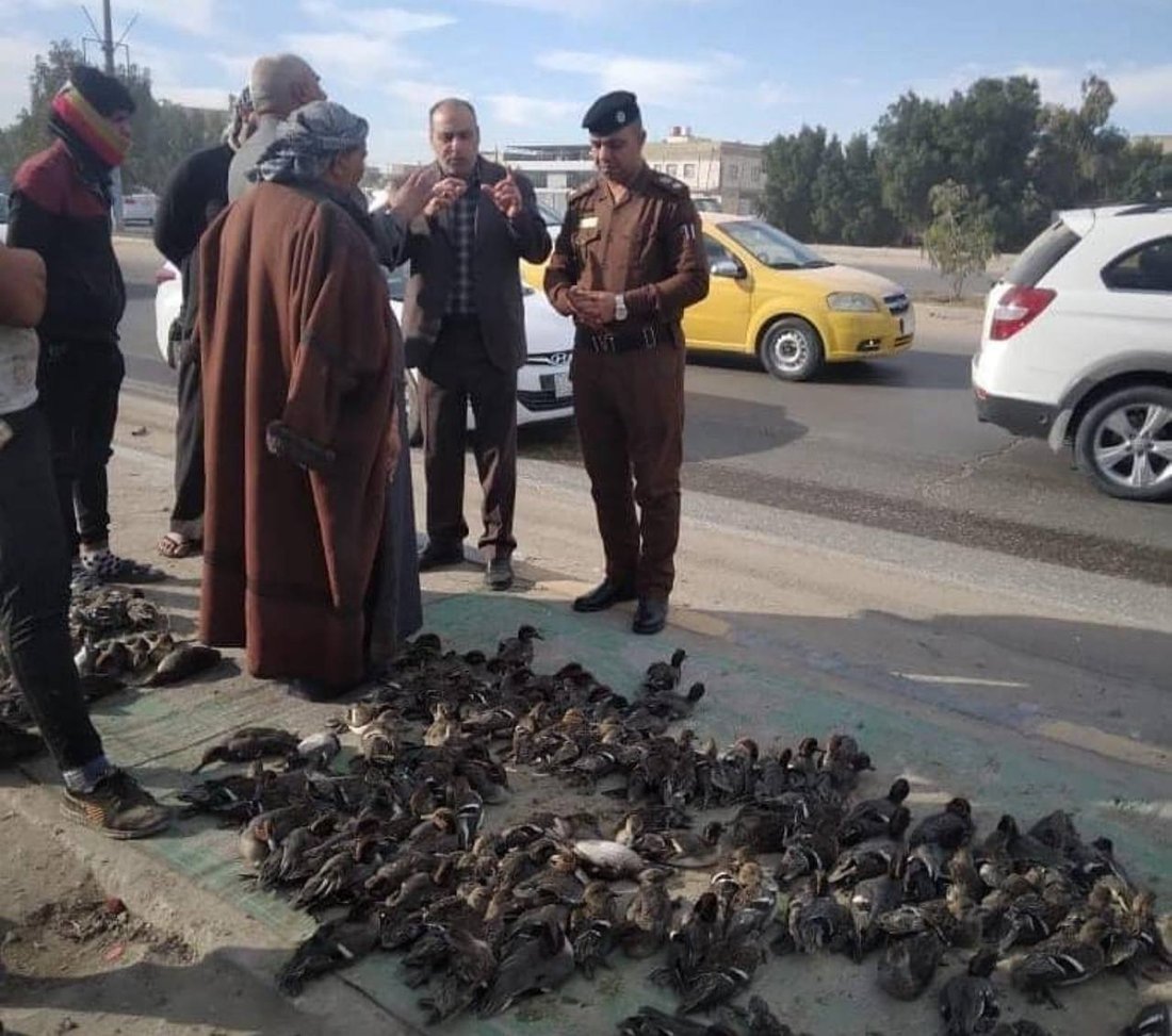 صور: النجف تحرر المئات من طيور “أبو بسيلة”.. والصيادون: لكنه طبق شتوي لذيذ!