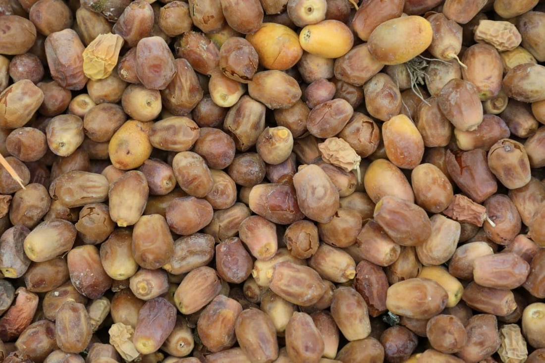 سوەیرە؛ پایتەختى خورماى عێراق