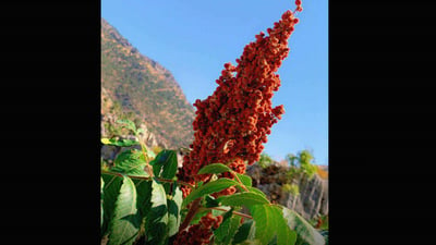 بەرهەمی ئەمساڵی ترشی ئاکرێ پێنج هەزار تۆنە