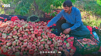 نۆبەرەی “قۆخ هەنجیر” لە دهۆك پێگەیی