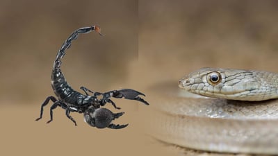 له‌ هه‌ولێر حاڵه‌ته‌كانى پێوه‌دانى مار و دووپشك سه‌ریهه‌ڵدایه‌وه‌