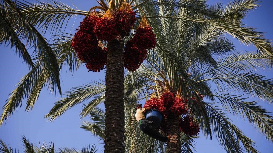 مزارعو الطارمية يسارعون لقص التمور قبل اشتداد المطر.. والتجار بانتظار الشتاء (صور)