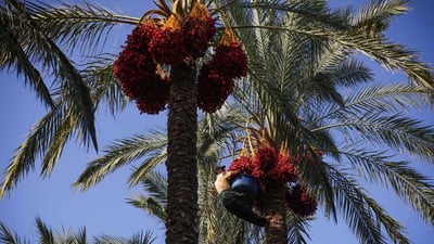 مزارعو الطارمية يسارعون لقص التمور قبل اشتداد المطر.. والتجار بانتظار الشتاء (صور)