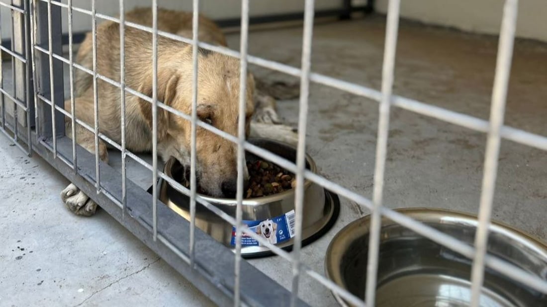 “العملية تجري بسلاسة”.. أربيل تجمع 60 كلباً سائباً بعد افتتاح مأواها الحكومي