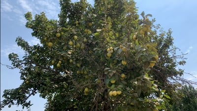 طويلة وقوية لكن مزاجية ومتطلبة.. شجرة العرموط العراقي أثمرت